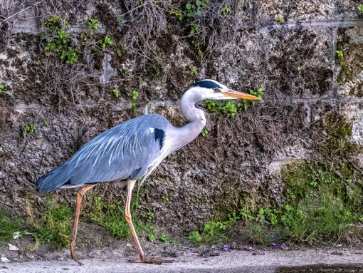 Heron site